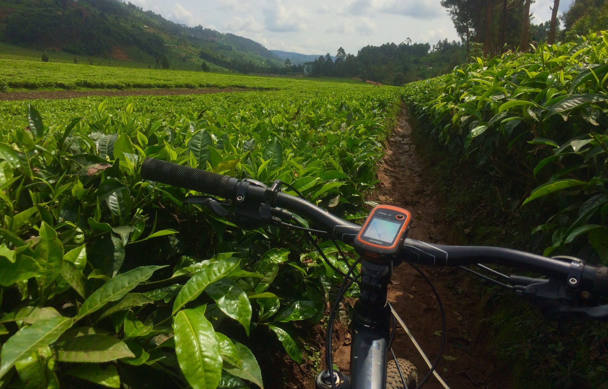 ride through vast tea plantations