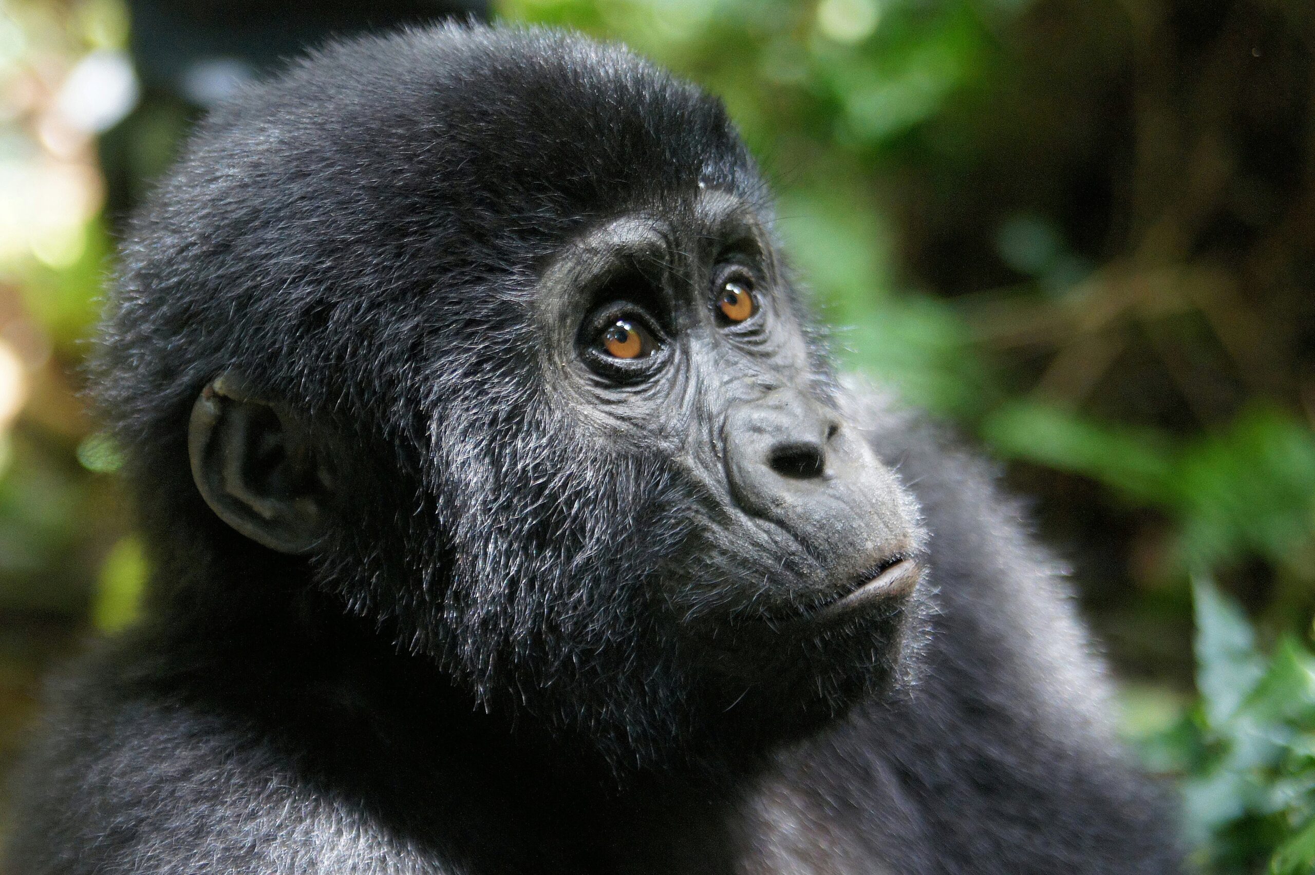 Track the endangered mountain gorillas