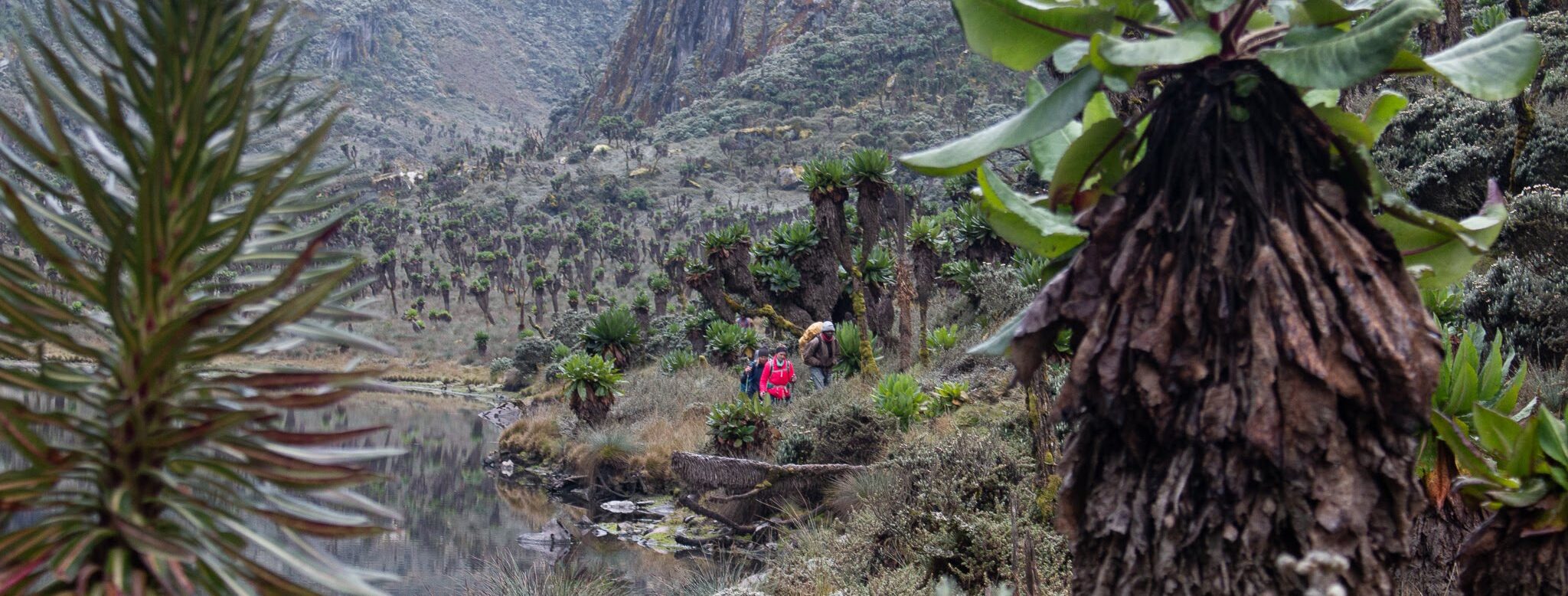 Expedition in the mystical Rwenzori Mountains