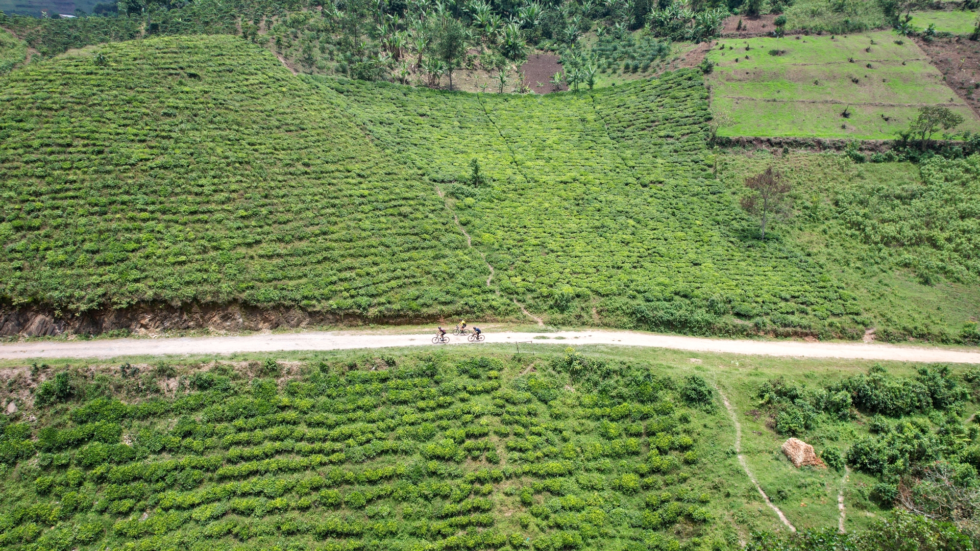 Ride through vast tea plantations and experience coffee from crop to cup