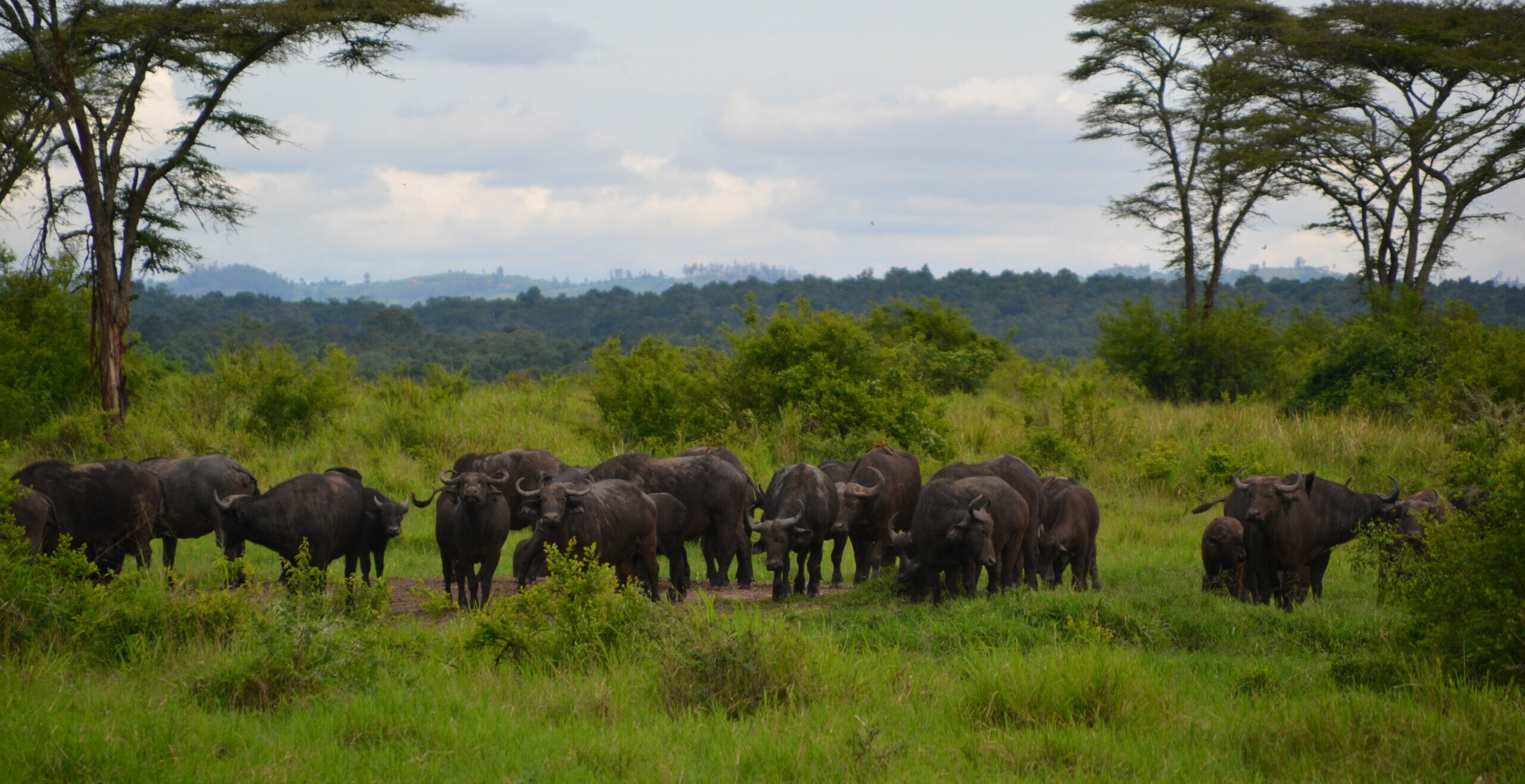 combine cycling with unique safaris