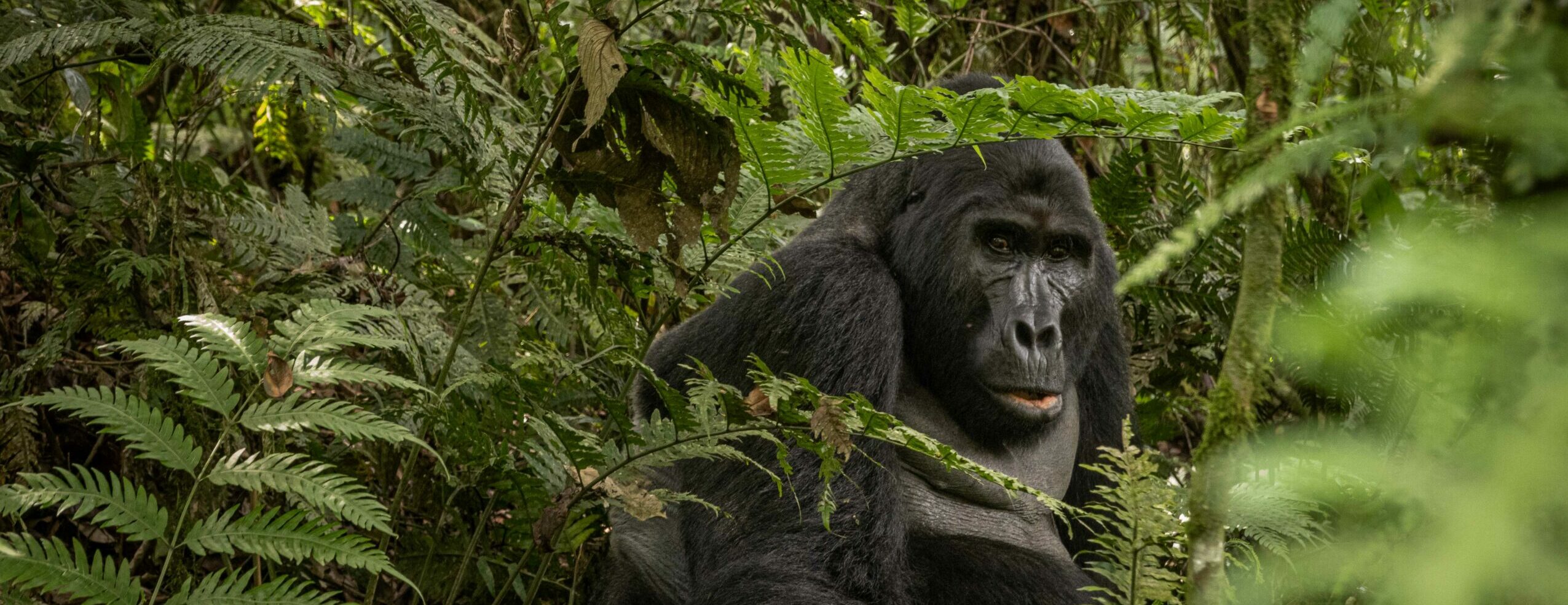Meet the endangered Mountain Gorillas in their natural habitat